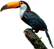 Tucan, especie que puedes observar en los Parques Naturales Nacionales de Colombia